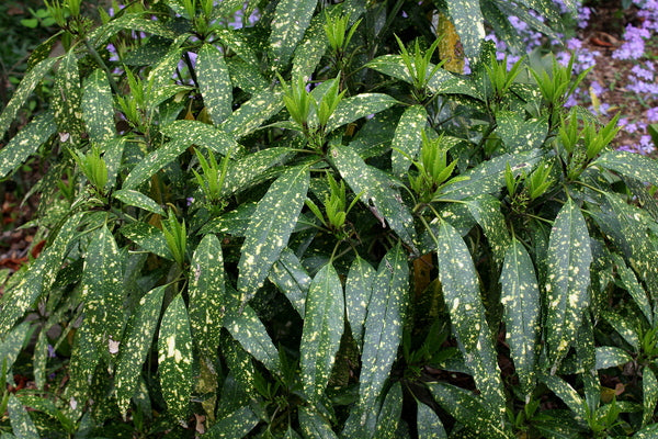 Image of Aucuba japonica 'Hosoba Hoshifu' taken at Juniper Level Botanic Gdn, NC by JLBG
