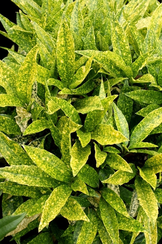 Image of Aucuba japonica 'Lemon Flare' taken at Hawksridge Farms, NC
