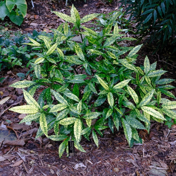 Image of Aucuba japonica 'Lemon Flare' taken at Juniper Level Botanic Gdn, NC by JLBG