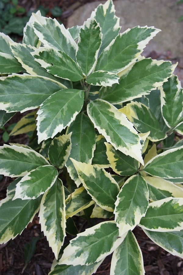Image of Aucuba japonica 'Limbata' taken at Juniper Level Botanic Gdn, NC
