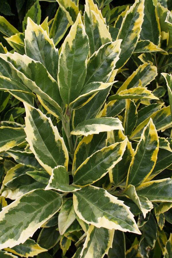 と*け様 新タランチュラ Page & Plant In Japan 6CD+1 The Southwest Native Plant Primer: 235 Plants for an Earth