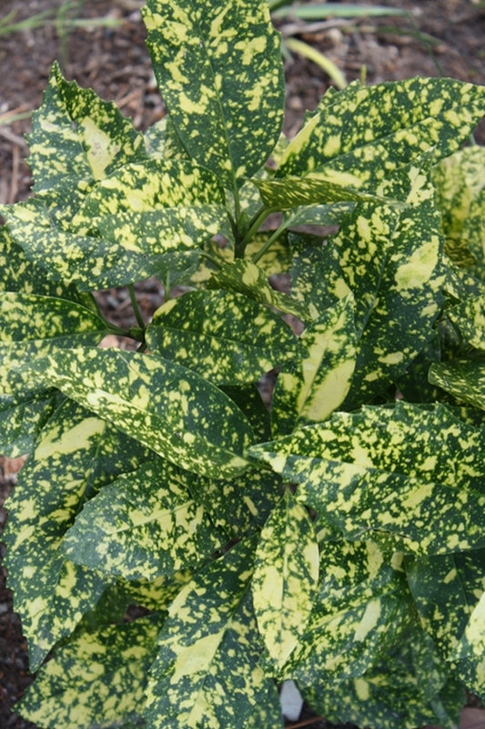 Image of Aucuba japonica 'Marmorata' taken at Juniper Level Botanic Gdn, NC by JLBG