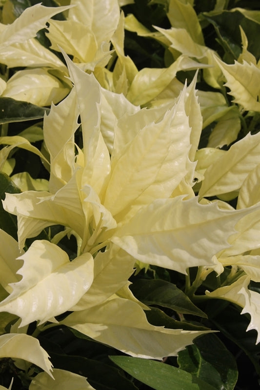Image of Aucuba japonica 'Natsu-no-Kumo'  taken at Juniper Level Botanic Gdn, NC by JLBG