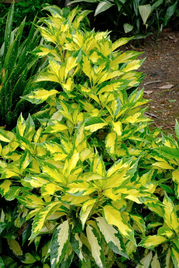 Aucuba Japonica Ogon no Tsuki Ogon no Tsuki Japanese Aucuba aucuba-japonica-ogon-no-tsuki-ogon-no-tsuki-japanese-aucuba