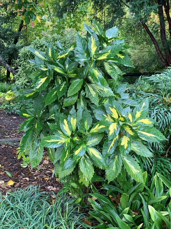 Image of Aucuba japonica 'Ooba Nakafu' taken at Juniper Level Botanic Gdn, NC by C. Hardison