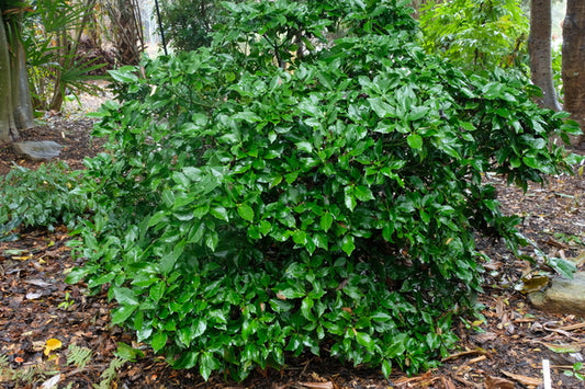 Image of Aucuba japonica 'Pacman' taken at Juniper Level Botanic Gdn, NC by JLBG