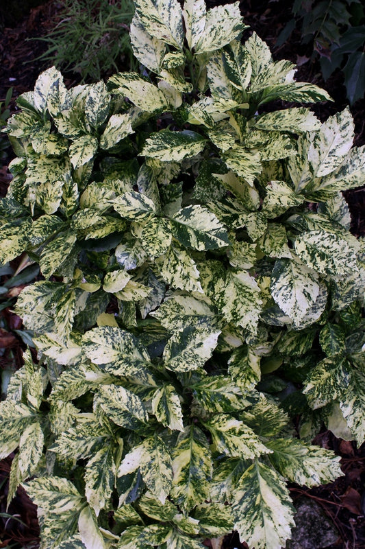 Image of Aucuba japonica 'Suruga Benten' taken at Juniper Level Botanic Gdn, NC by JLBG