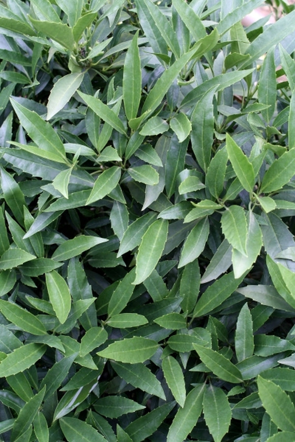 Image of Aucuba japonica var. borealis 'Bored Female' taken at Hawksridge Farms, NC