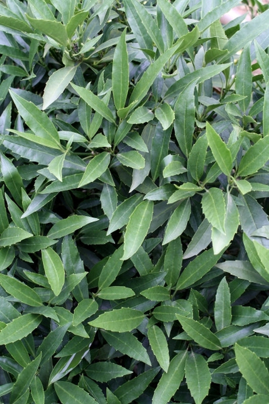 Image of Aucuba japonica var. borealis 'Bored Female' taken at Hawksridge Farms, NC
