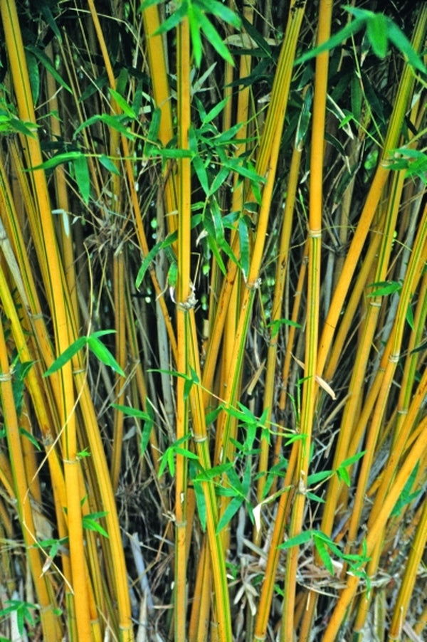 Image of Bambusa multiplex 'Alphonse Karr' taken at Juniper Level Botanic Gdn, NC by JLBG