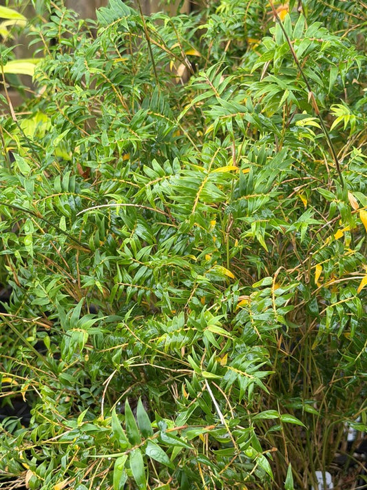 Image of Bambusa multiplex 'Fernleaf' taken at Juniper Level Botanic Gdn, NC by C. Hardison