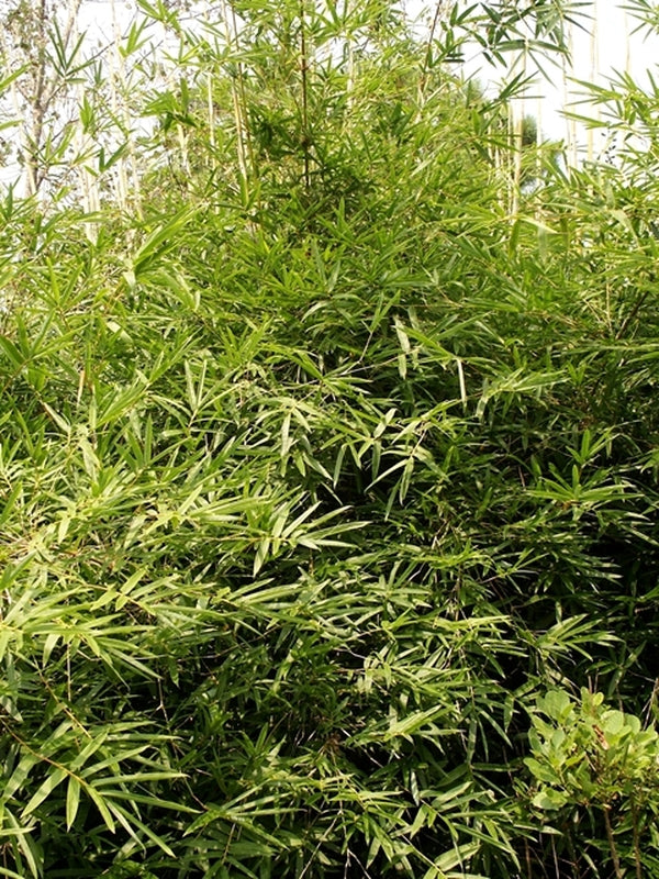Image of Bambusa multiplex 'Green Giant'