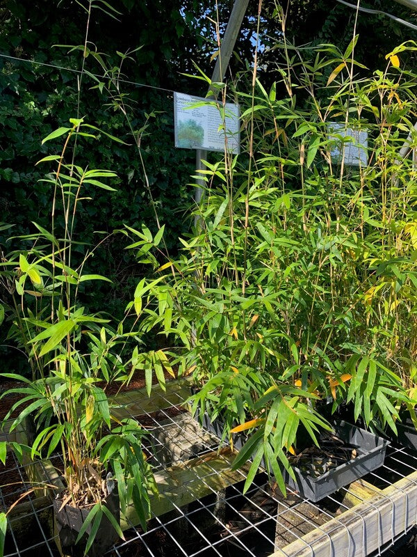 Image of Bambusa multiplex 'Green Giant' taken at Juniper Level Botanic Gdn, NC by C. Hardison