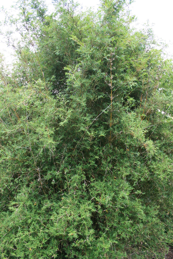 Image of Bambusa multiplex 'Riviereorum' taken at Juniper Level Botanic Gdn, NC by JLBG