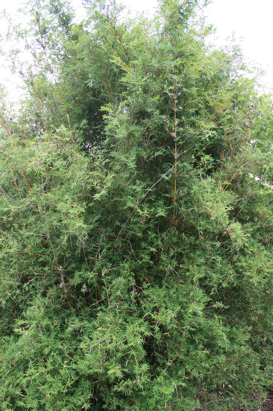 Image of Bambusa multiplex 'Riviereorum' taken at Juniper Level Botanic Gdn, NC by JLBG