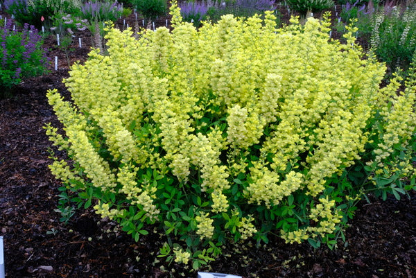 Image of Baptisia 'Blonde Bombshell' PP 26,828 taken at Juniper Level Botanic Gdn, NC by JLBG