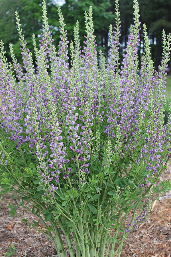Image of Baptisia 'Blue Candelabra' taken at Juniper Level Botanic Gdn, NC by JLBG