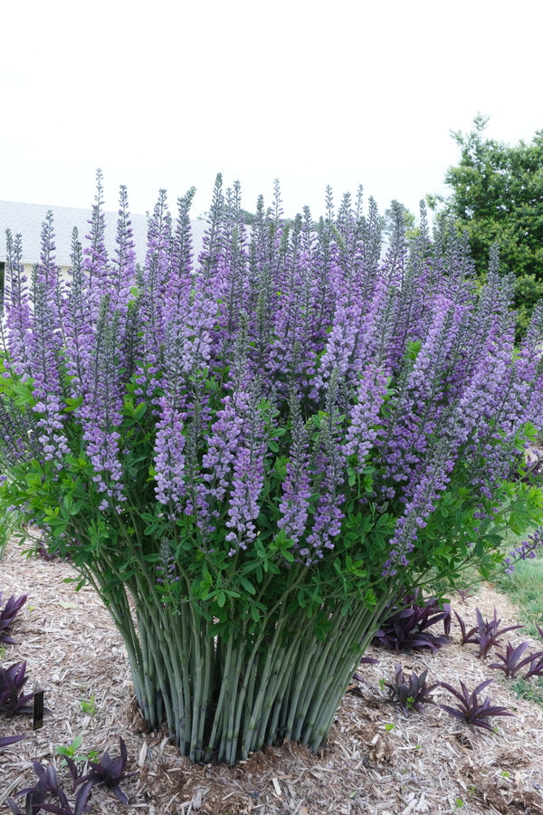 Image of Baptisia 'Blue Towers' PP 27,088 taken at Juniper Level Botanic Garden, Raleigh NC by JLBG