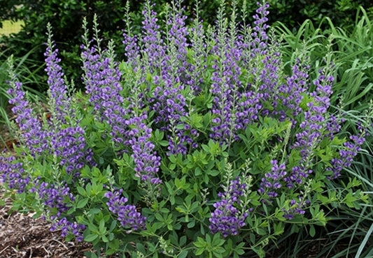 Image of Baptisia 'Blueberry Sundae' PP 23,891 taken at Juniper Level Botanic Gdn, NC by JLBG