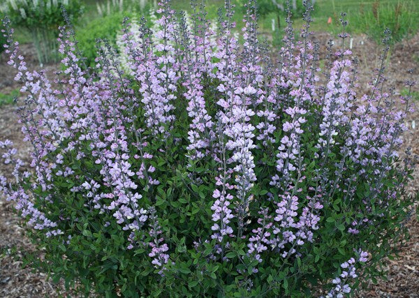 Image of Baptisia 'Chrysalis' taken at Juniper Level Botanic Gdn, NC by JLBG