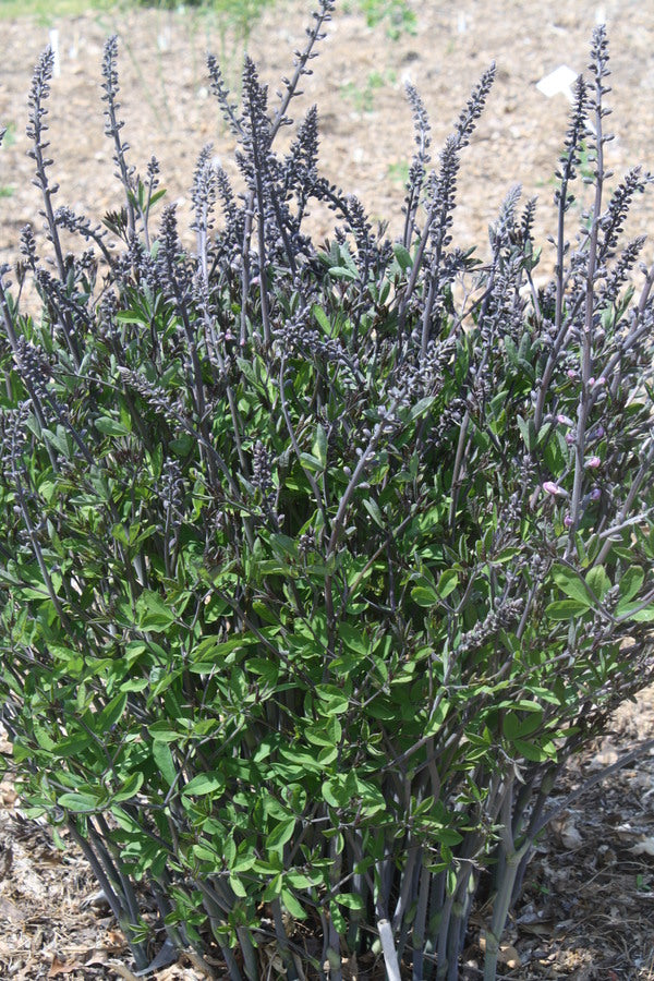 Image of Baptisia 'Chrysalis' taken at Juniper Level Botanic Gdn, NC by JLBG