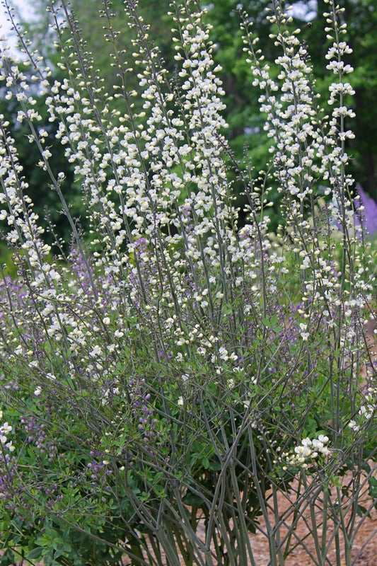 Image of Baptisia 'Dark Net'