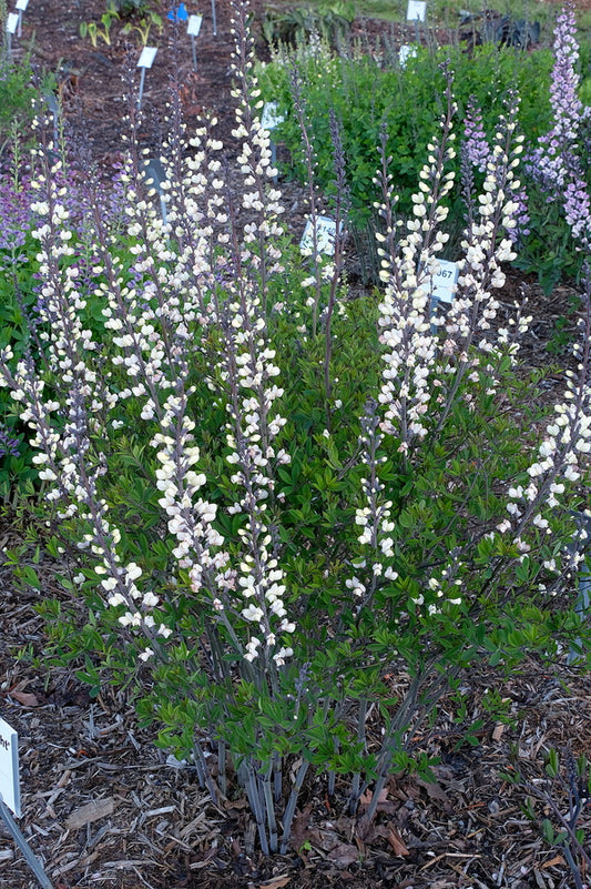 Image of Baptisia 'Darklight' taken at Juniper Level Botanic Gdn, NC by JLBG