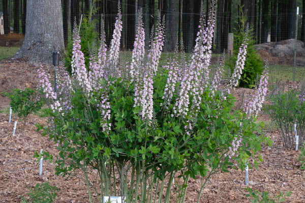 Image of Baptisia 'Lavender Towers' taken at Juniper Level Botanic Gdn, NC by JLBG