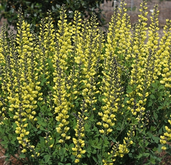 Image of Baptisia 'Lemon Meringue' PP 24,280 taken at Juniper Level Botanic Gdn, NC by JLBG