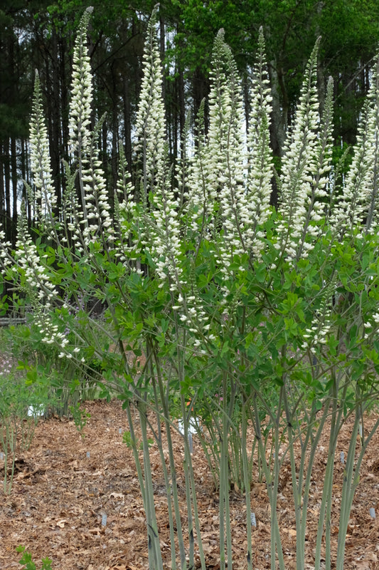 Image of Baptisia 'Lighthouse' taken at Juniper Level Botanic Gdn, NC by JLBG