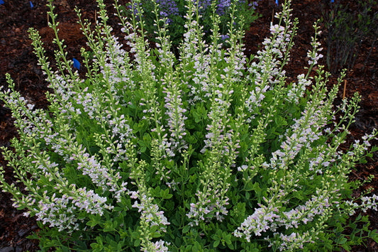 Image of Baptisia 'Pink Ice' taken at Juniper Level Botanic Gdn, NC by JLBG