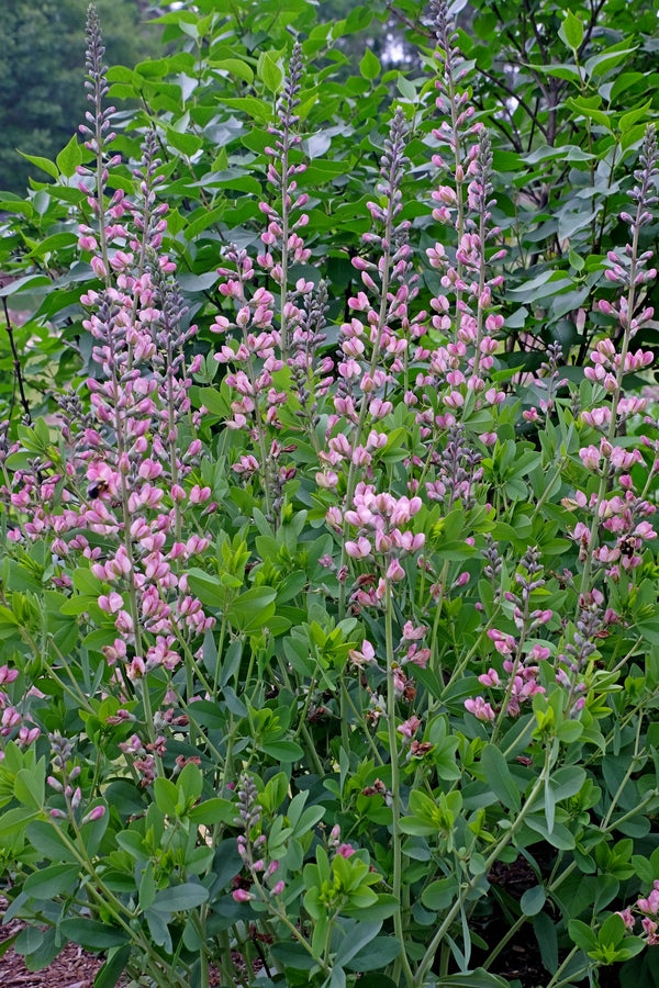 Image of Baptisia 'Pink Truffles' PP 26,588 taken at Juniper Level Botanic Gdn, NC by JLBG