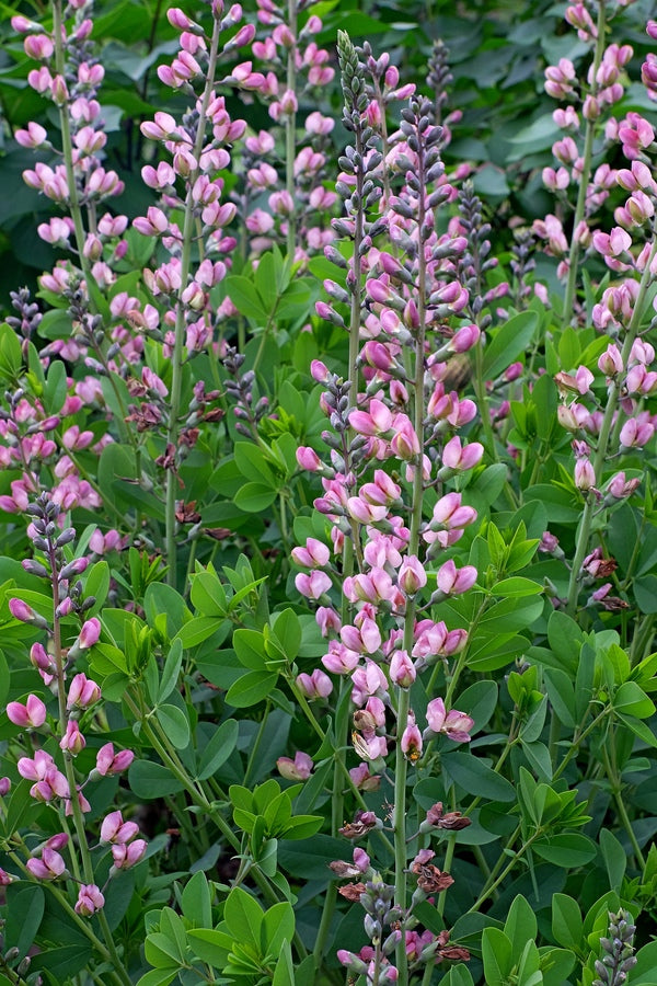 Image of Baptisia 'Pink Truffles' PP 26,588 taken at Juniper Level Botanic Gdn, NC by JLBG