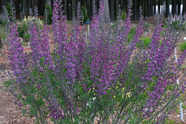 Image of Baptisia 'Purple Reign' taken at Juniper Level Botanic Gdn, NC by JLBG