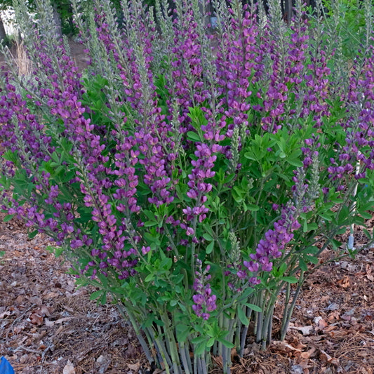Image of Baptisia 'Purplicious' taken at Juniper Level Botanic Gdn, NC by JLBG