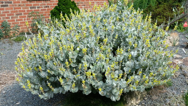 Image of Baptisia arachnifera - NOT OUTSIDE NC taken at Juniper Level Botanic Gdn, NC by JLBG