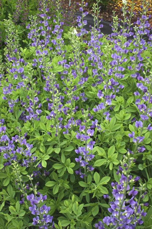 Image of Baptisia australis taken at Juniper Level Botanic Gdn, NC by JLBG