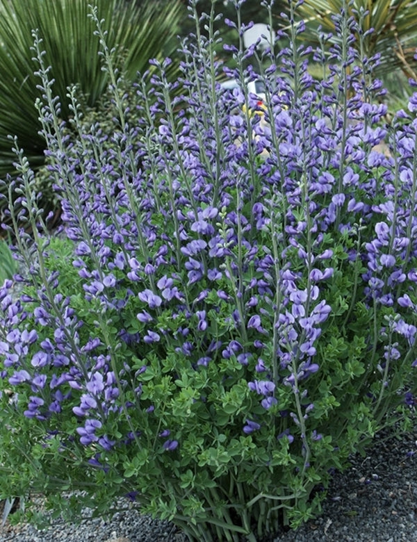 Image of Baptisia minor 'Blue Bonnet' taken at Juniper Level Botanic Gdn, NC by JLBG