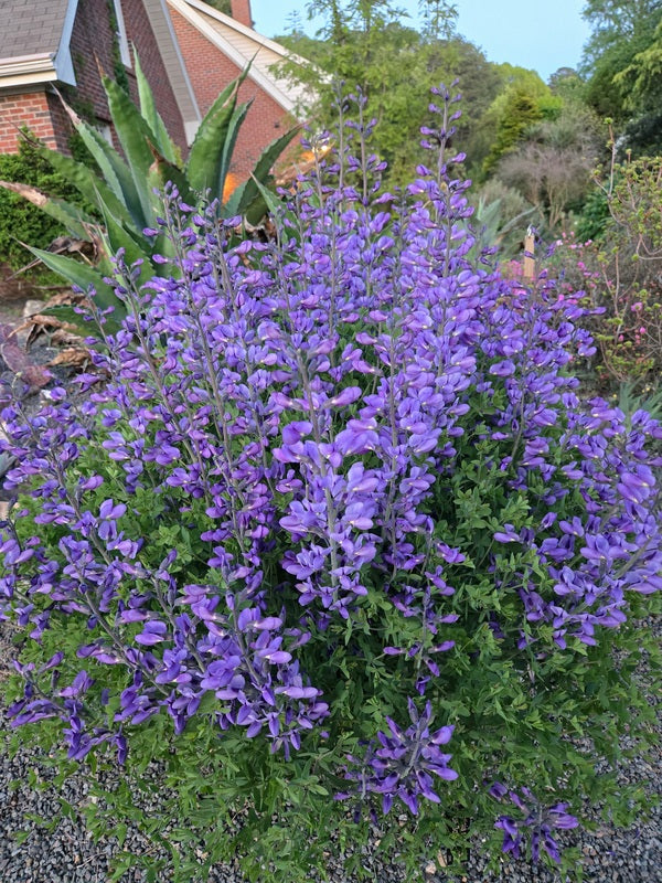 Image of Baptisia minor 'Blue Bonnet' taken at Juniper Level Botanic Gdn, NC by JLBG