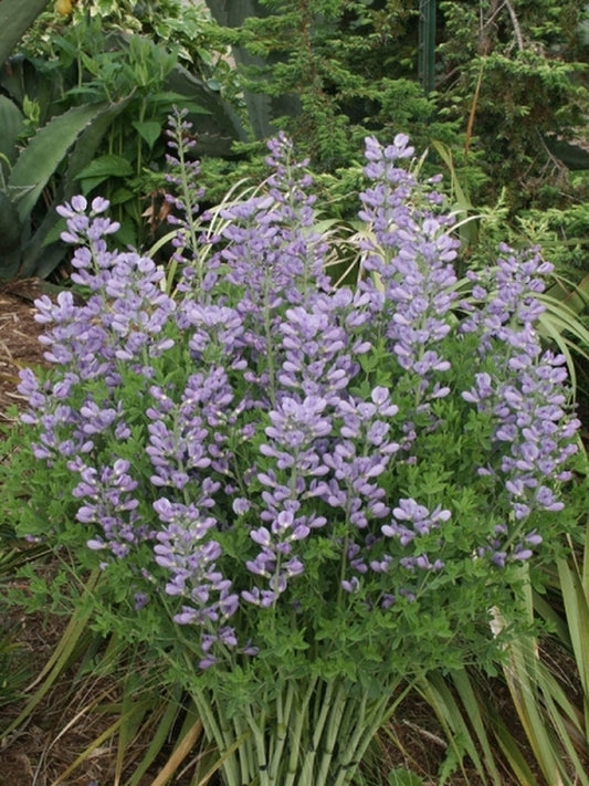 Image of Baptisia minor 'Blue Pearls' taken at Juniper Level Botanic Gdn, NC by JLBG