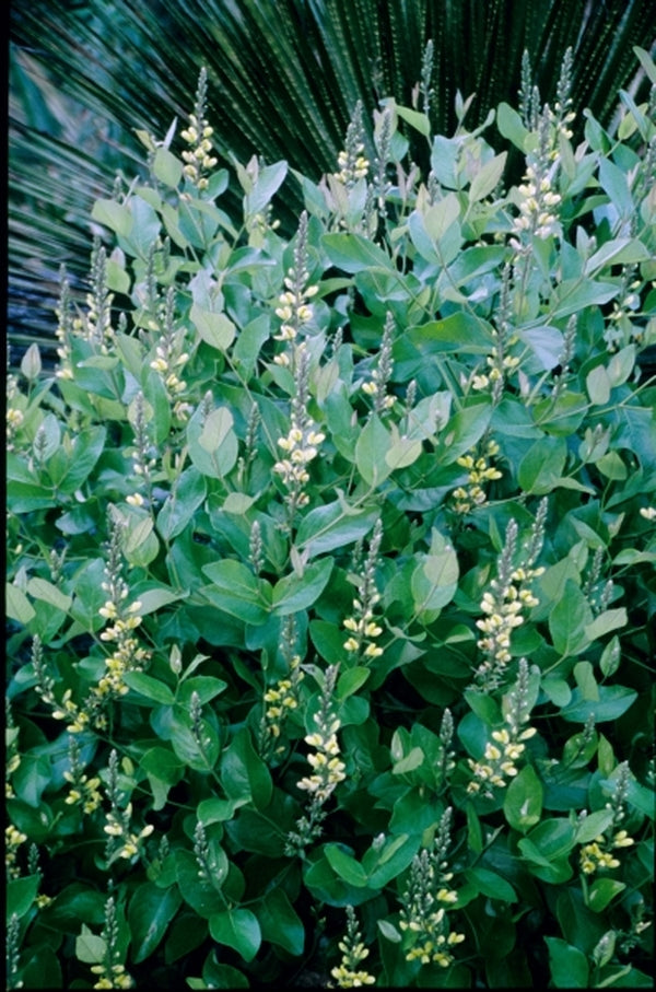 Image of Baptisia simplicifolia taken at Juniper Level Botanic Gdn, NC by JLBG