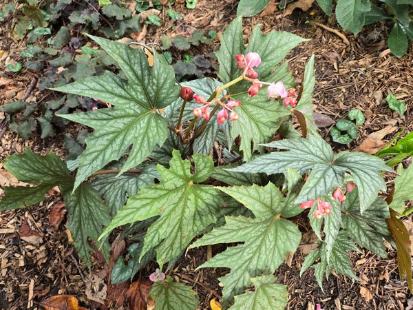Patterned Leaf Plants | Plants with Patterned Leaves