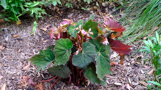 Image of Begonia 'Harvest Moon' PP 34,895 taken at Juniper Level Botanic Gdn, NC by JLBG