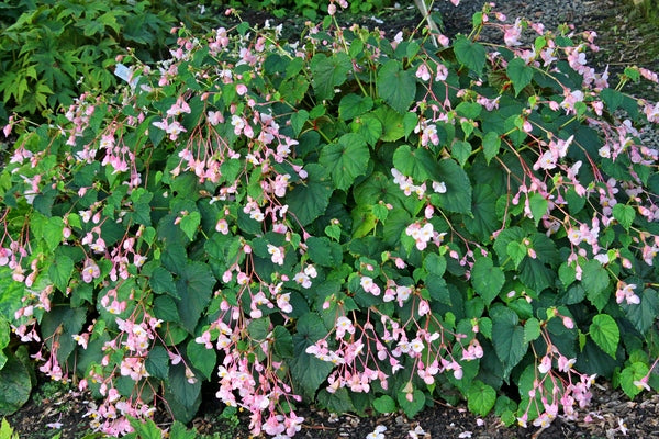 Image of Begonia grandis 'Pink Teardrops'