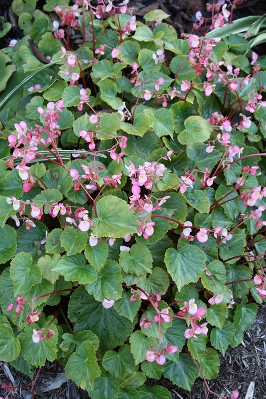 Image of Begonia henryi taken at A. Galloway Gdn, NC