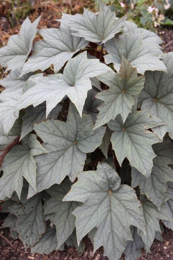 Plant Delights Begonia Pewterware - Thumbnail 3