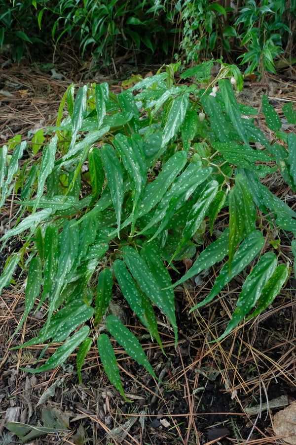 Image of Begonia taiwaniana 'Alishan Angel' taken at Juniper Level Botanic Gdn, NC by JLBG