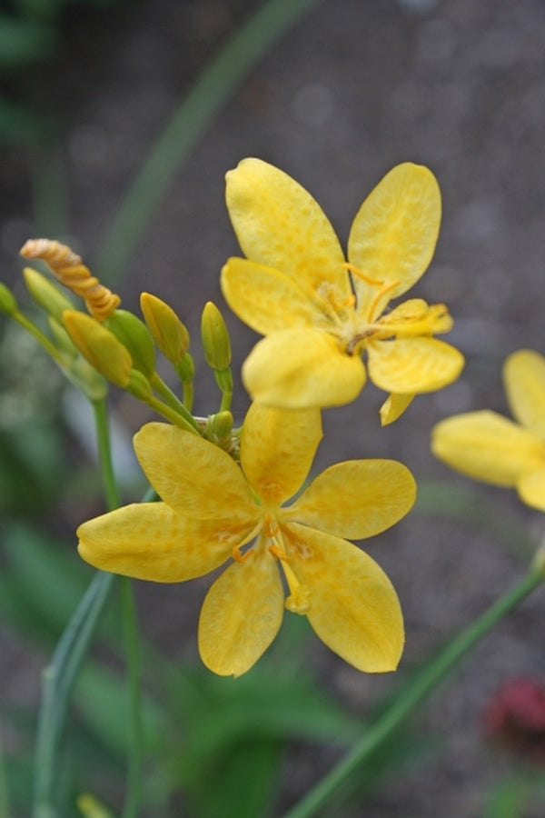 Image of Belamcanda chinensis 'Gone with the Wind' taken at Juniper Level Botanic Gdn, NC by JLBG