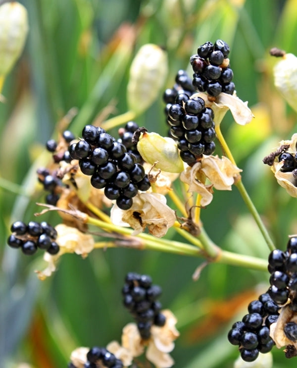 Image of Belamcanda chinensis 'Gone with the Wind' taken at Juniper Level Botanic Gdn, NC by JLBG