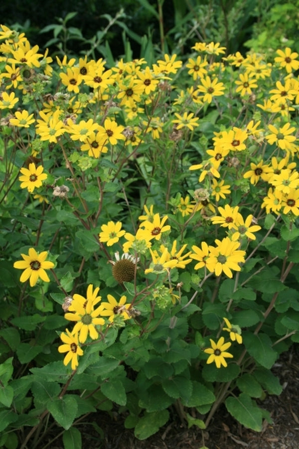 Image of Berlandiera pumila 'Chocoholic' taken at Juniper Level Botanic Gdn, NC by JLBG